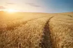 Wheat futures take breather as traders pull back from war-fueled rally (NYSEARCA:WEAT)