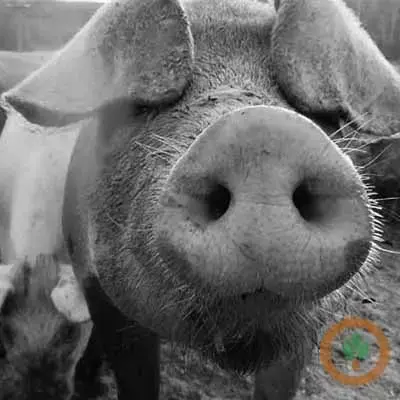 Hog futures mostly higher ahead of Quarterly report