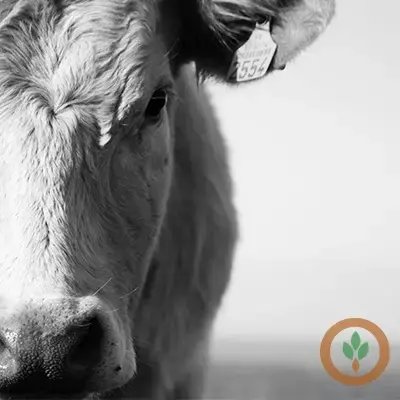Cattle futures sharply higher Wednesday