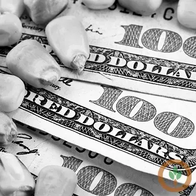 Closing Grain and Livestock Futures: October 3, 2024