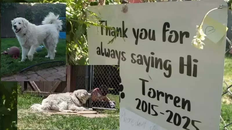 A Beloved Canine Companion: Remembering Torren