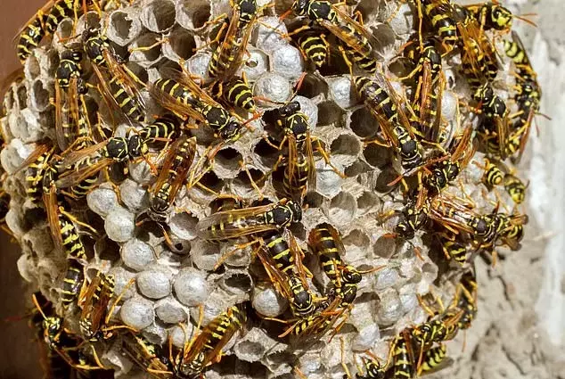 Navigating Neighborly Disputes: Addressing Wasp Infestations While Selling Your Home