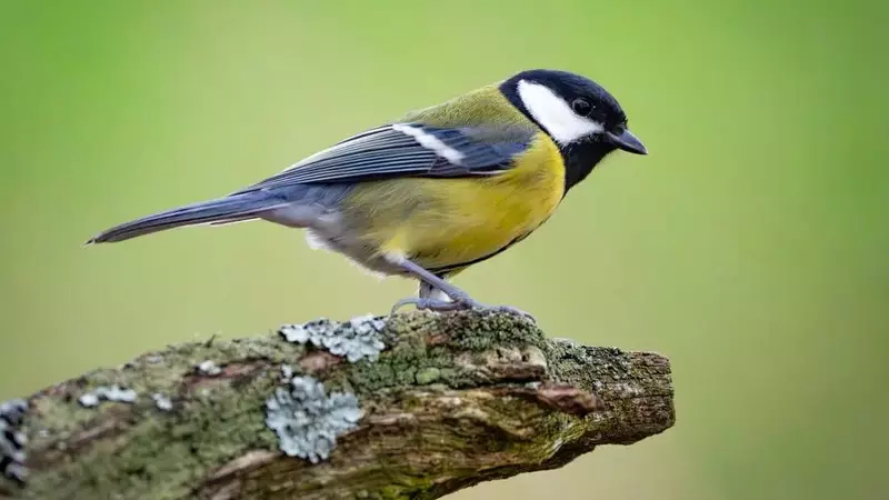 Avian Relationships: The 'Divorce' Phenomenon in Great Tits