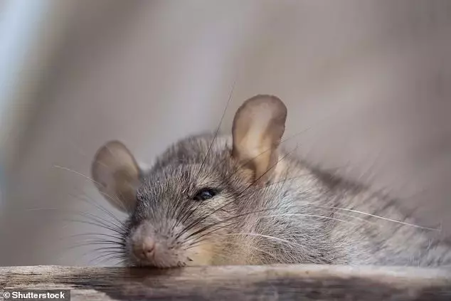 New Homeowner Battles "Super Rat" Infestation Under Decking