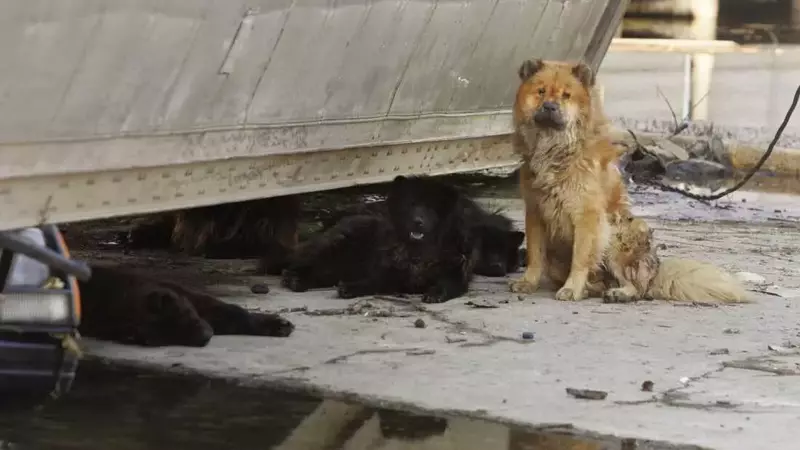 Hurricane Katrina's Enduring Impact on Pet Disaster Preparedness
