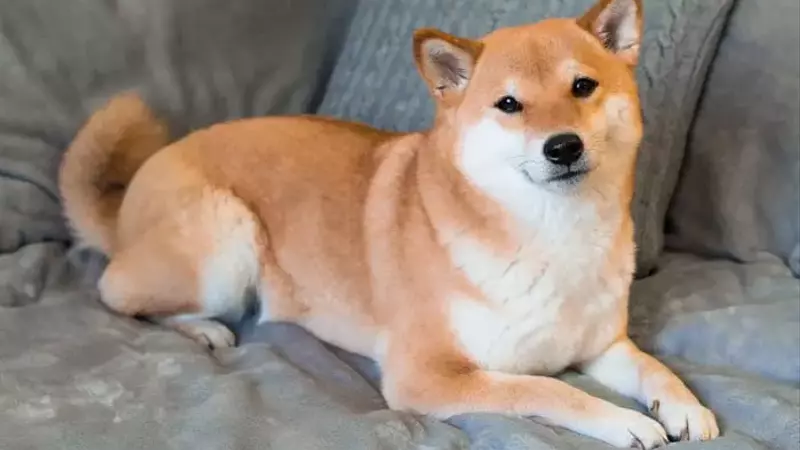The Meteoric Rise and Volatility of Dogecoin: A Cautionary Tale for Investors
