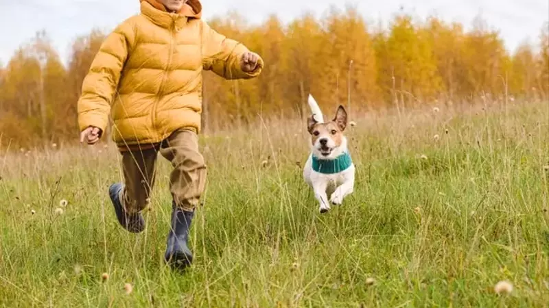Chewy's Stock Drop: A Long-Term Opportunity?