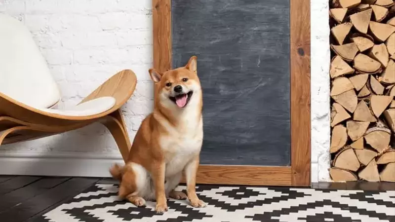 Dogecoin or Bitcoin: Which Cryptocurrency to Invest In for the New Year?