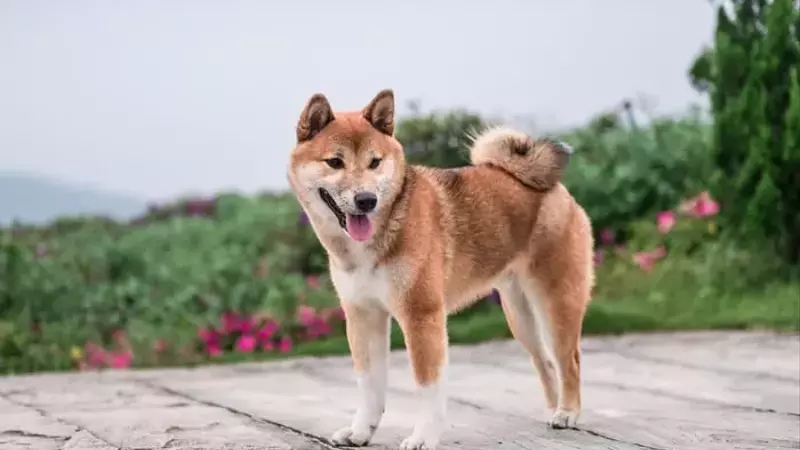Understanding the Nuances of the First Dogecoin ETF Launch