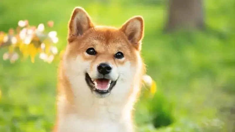 Dogecoin: An Analysis of its Investment Potential