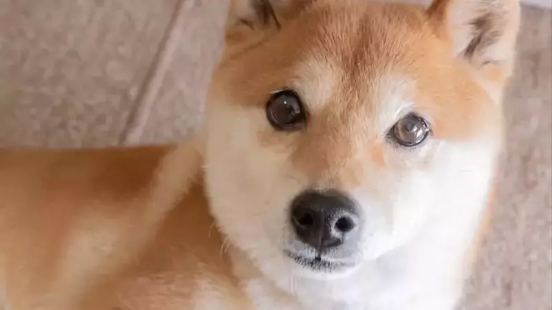 Dogecoin's Future: A Potential Leap Towards Smart Contracts