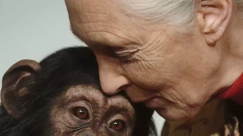 Jane Goodall's Legacy: Unveiling Humanity's Connection to the Animal Kingdom