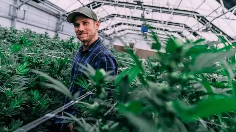 Tilray Brands: Analyzing the Future of a Volatile Cannabis Stock