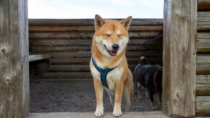 Dogecoin's Market Momentum: Whale Activity and Ecosystem Growth Drive Price Surge