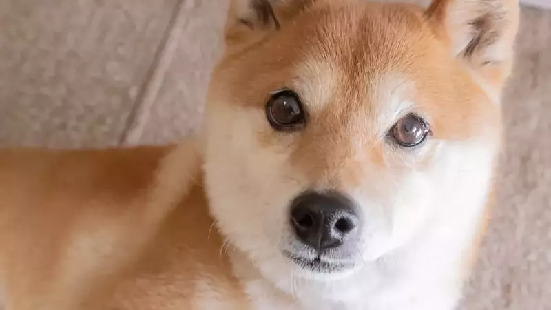 Shiba Inu's Future: A Bleak Outlook for the Meme Coin in the Coming Year