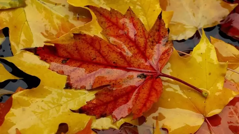 The Enigma of Autumn's Red Leaves: Scientists Divided on the Cause