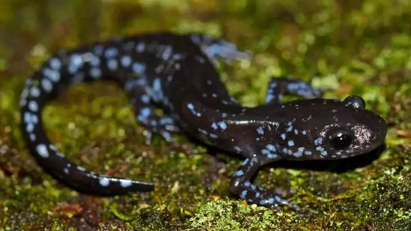 Salamanders' Remarkable Cold Tolerance Discovered