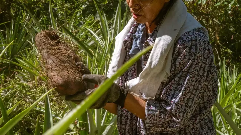 The Global Craze for Ube: Philippine Farmers Struggle to Meet Demand