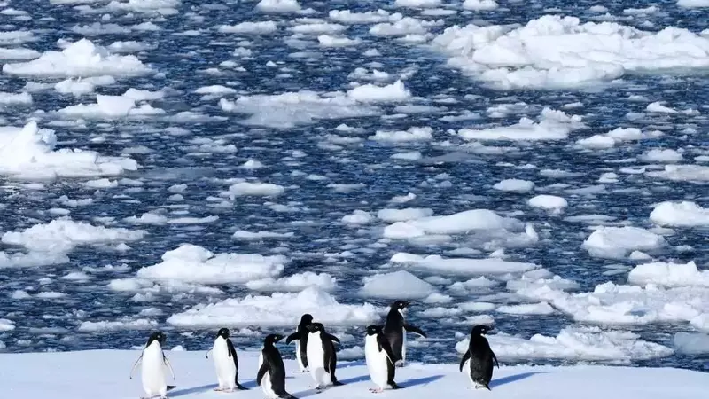Climate Change Forces Antarctic Penguins to Breed Earlier
