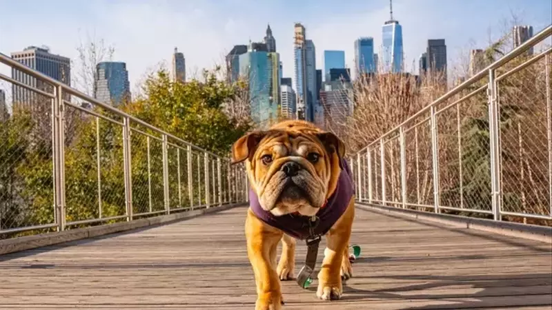 Verizon: The Lone 'Dog of the Dow' Dividend Champion