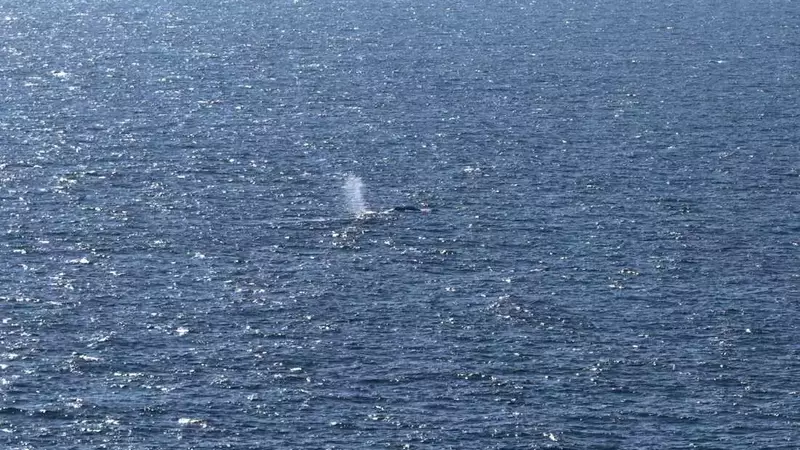 Timmy, the Humpback Whale, Returns to the Ocean After Weeks of Stranding