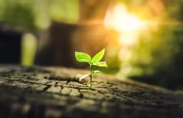 Alliance Resource Partners: Strong Q1 Earnings and Positive Market Outlook