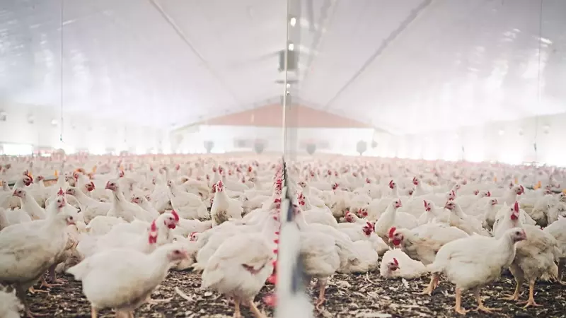 MBRF Global Foods: Navigating Headwinds and Opportunities in the Global Food Market