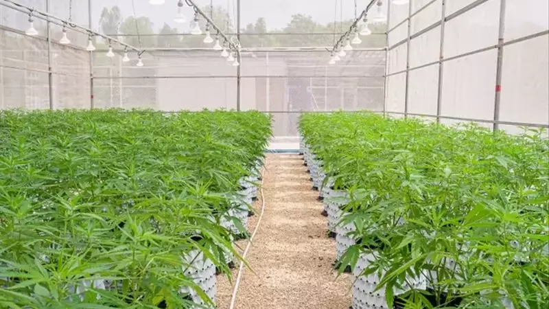 Cannabis Regulatory Shift Presents Undervalued Opportunity for IIPR