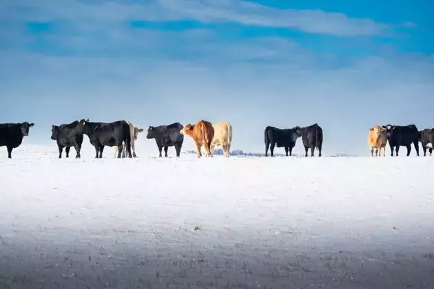Opportunity in US Beef Processing Amidst Market Challenges