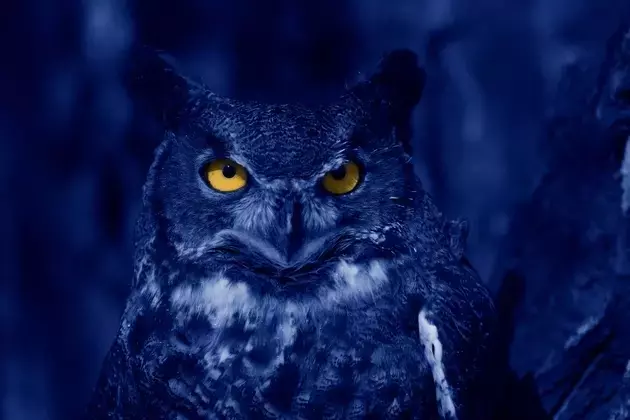 Blue Owl Capital's Unexpected Rebound: A Detailed Analysis