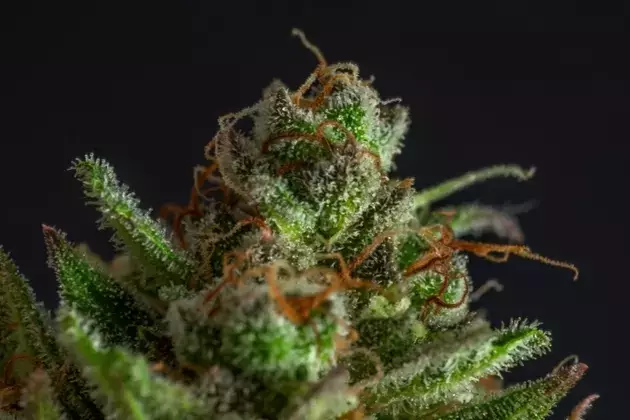 Tilray's Q4-2026: Financial Growth and Strategic Acquisitions