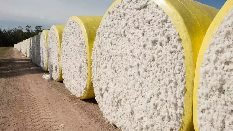 Global Cotton Trade Projected to Expand Significantly by 2028/29 Amidst Market Complexities
