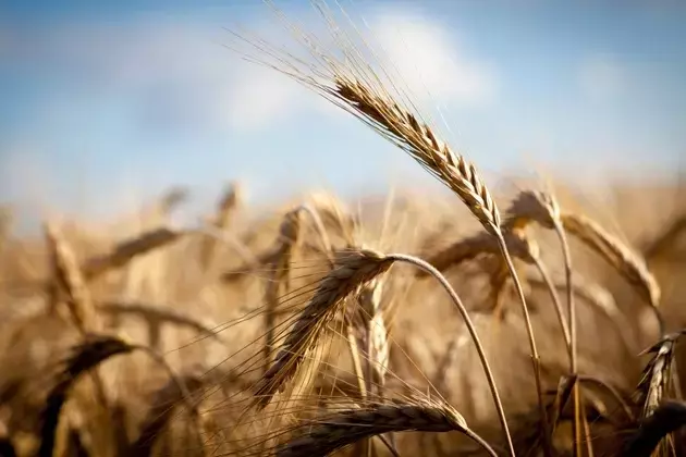 Nutrien Ltd. (NTR) Stock: A Deep Dive into Its Undervalued Potential Amidst Global Shifts