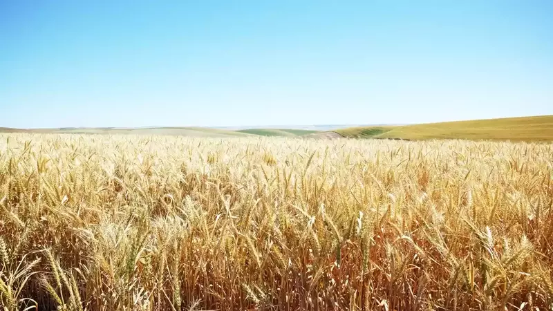Understanding Tradable Commodities: Basics, Drivers, and Trading